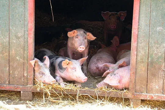 Glückliche Schweine in Freilandhaltung mit Hütten